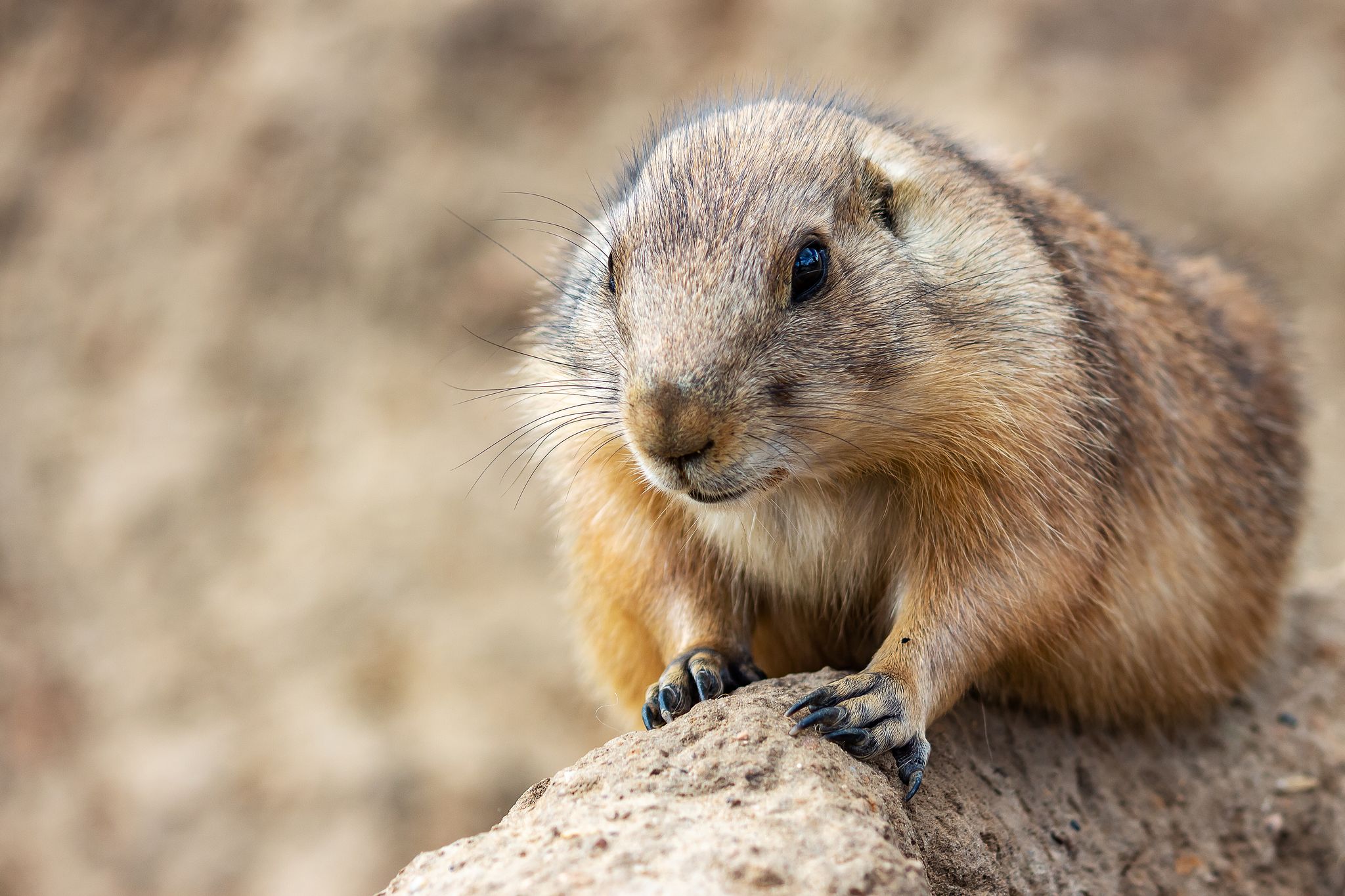 Photo of a nice close up of a prairie dog in animal park Wildlands Emmen, Netherlands.