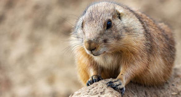 Photo of a nice close up of a prairie dog in animal park Wildlands Emmen, Netherlands.