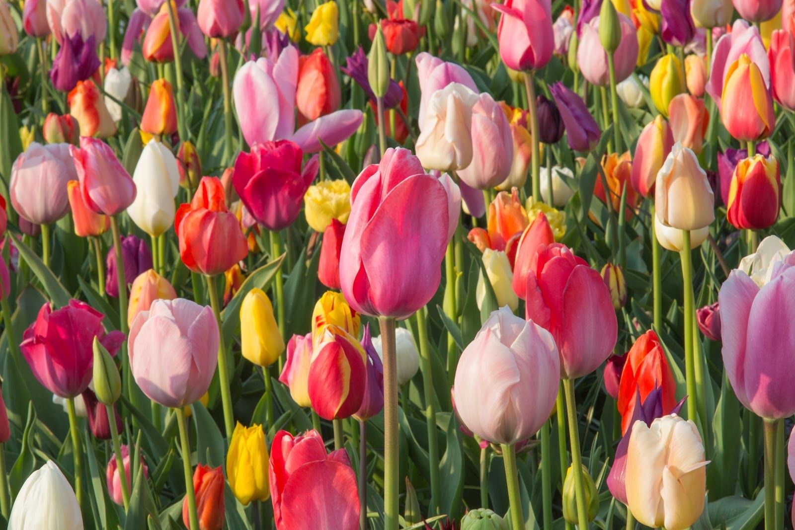 The Tulip Barn, Hillegom, South Holland, Netherlands