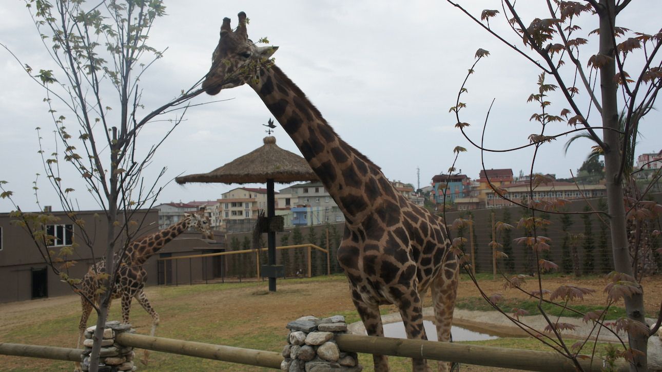 Faruk Yalçın Hayvanat Bahçesi ve Botanik Parkı, Piri Reis Mahallesi, Darıca, Kocaeli, Marmara Region, Turkey