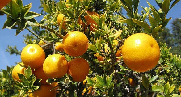 photo of viewOrange Garden, Rome, Italy.