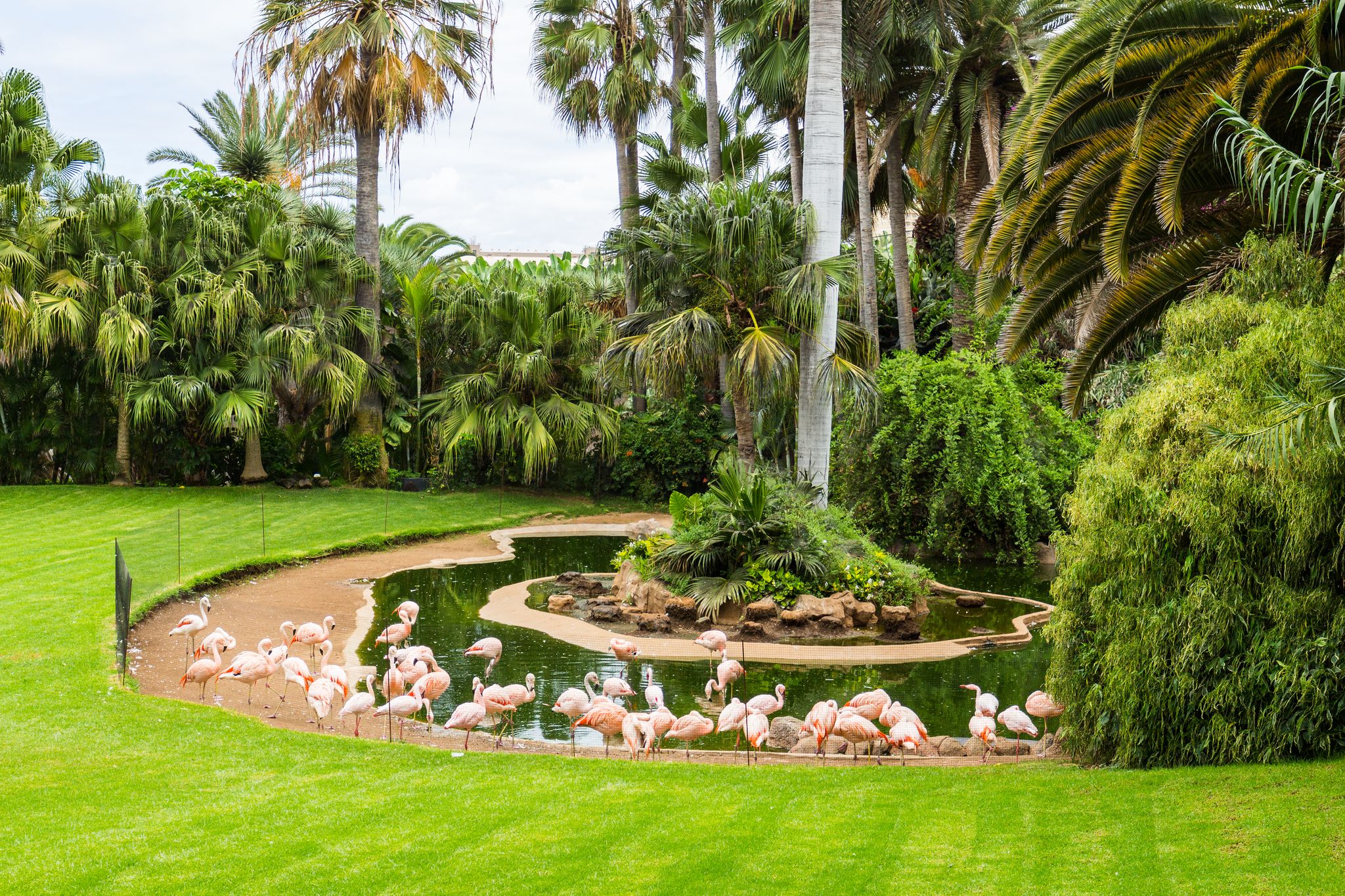 Photo of Flock of flamingo birds is grazing on the grass of Loro Park in Puerto de la Cruz, Tenerife, Canary Islands, Spain.