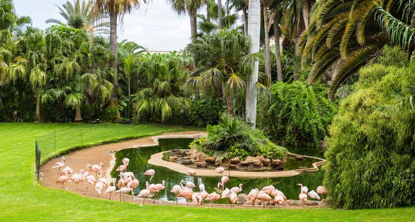Photo of Flock of flamingo birds is grazing on the grass of Loro Park in Puerto de la Cruz, Tenerife, Canary Islands, Spain.