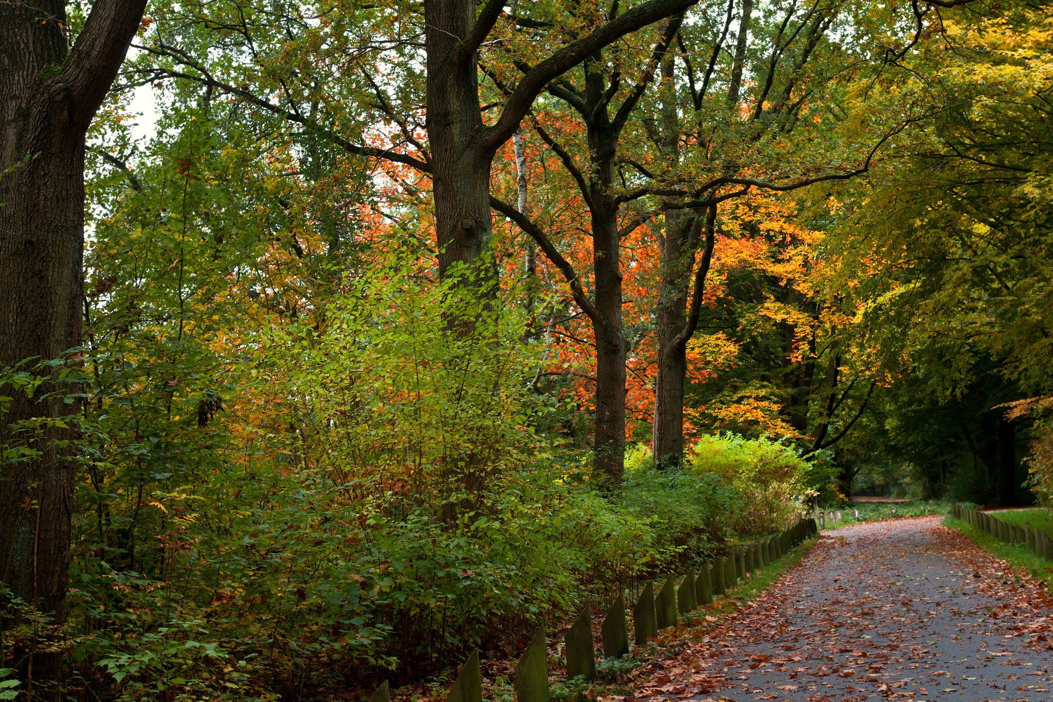 autumn colors in Stadspark, Groningen, Netherlands