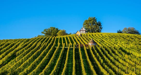 Germany, Green rows of a vineyard on grafenberg in schorndorf in warm evening sunlight in autumn season