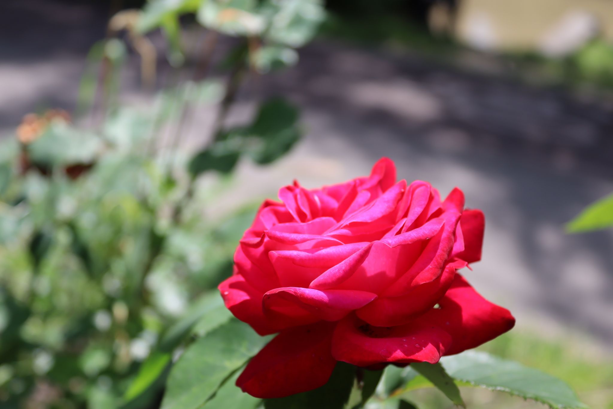 Photo of The rose park in Timișoara (Romania), where you can find the most special roses in Europe.