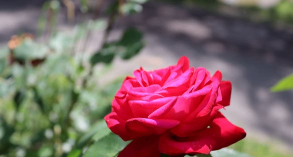 Photo of The rose park in Timișoara (Romania), where you can find the most special roses in Europe.