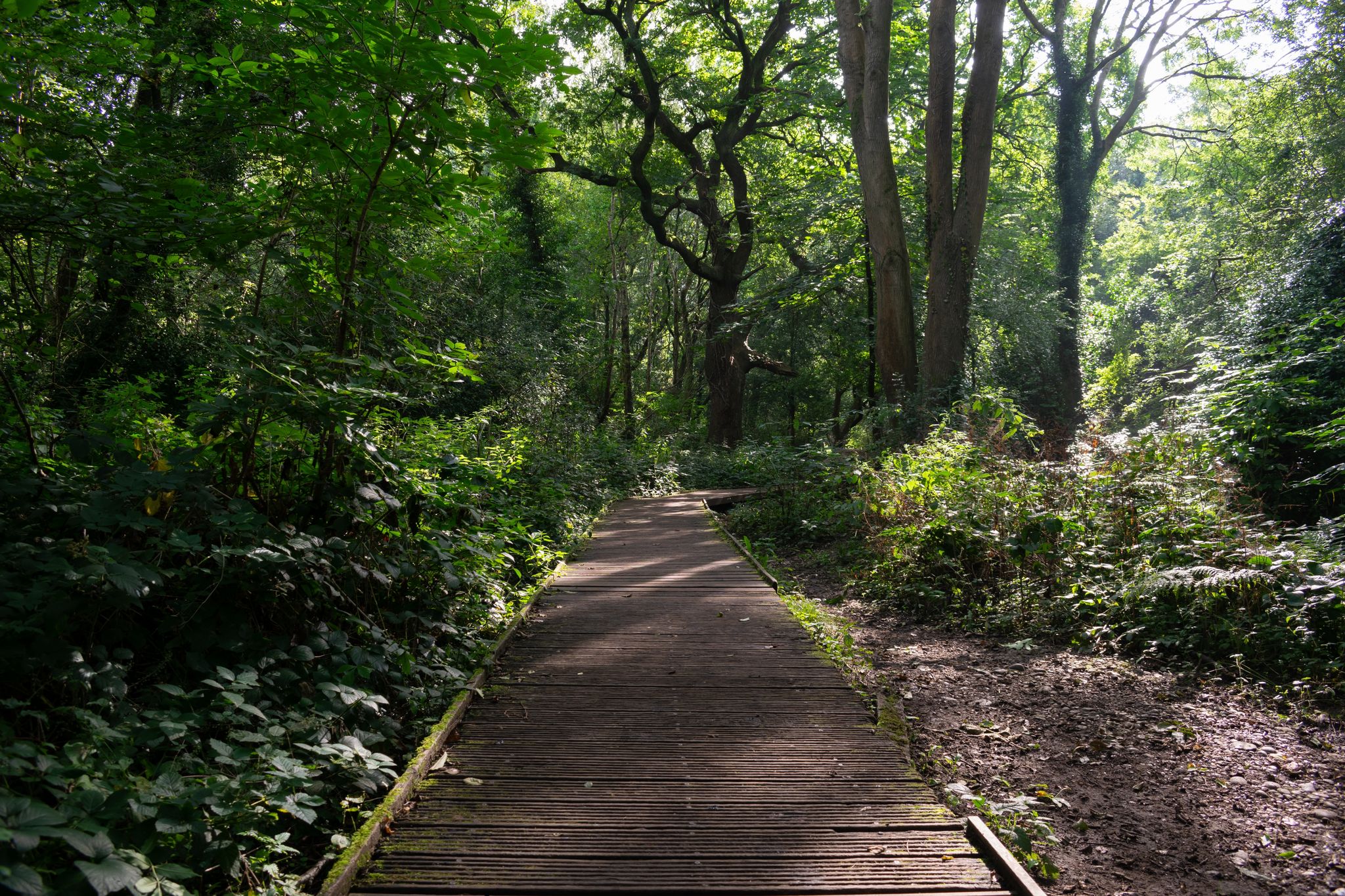 Moseley Bog
