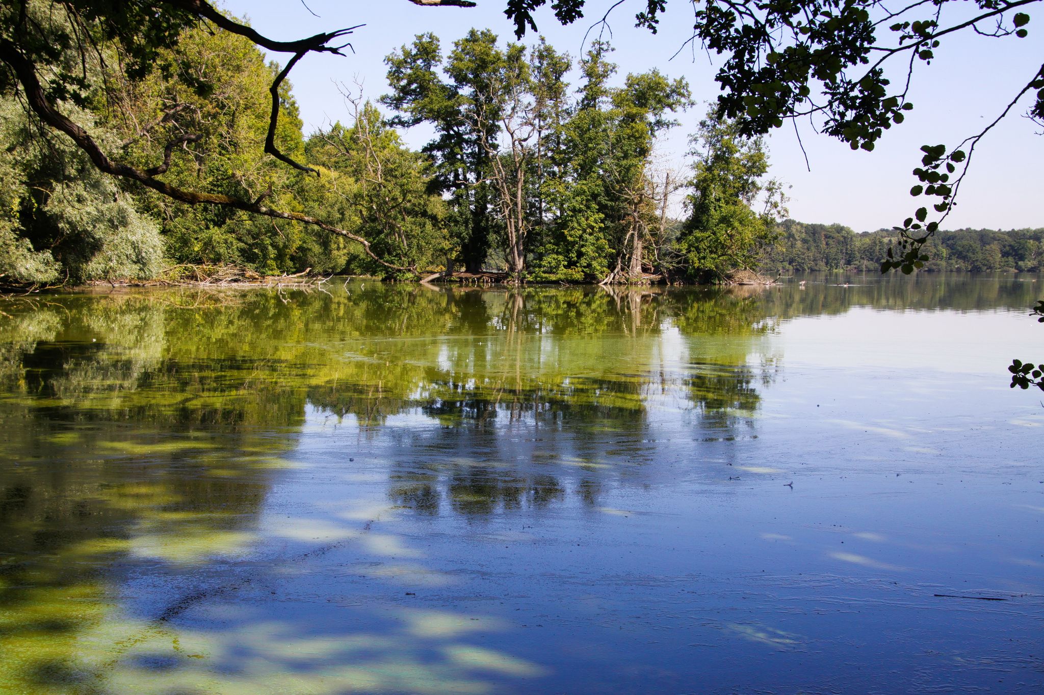 View on green german lake in summer with black shadows of trees - Viersen, Nettetal, Krickenbecker Seen