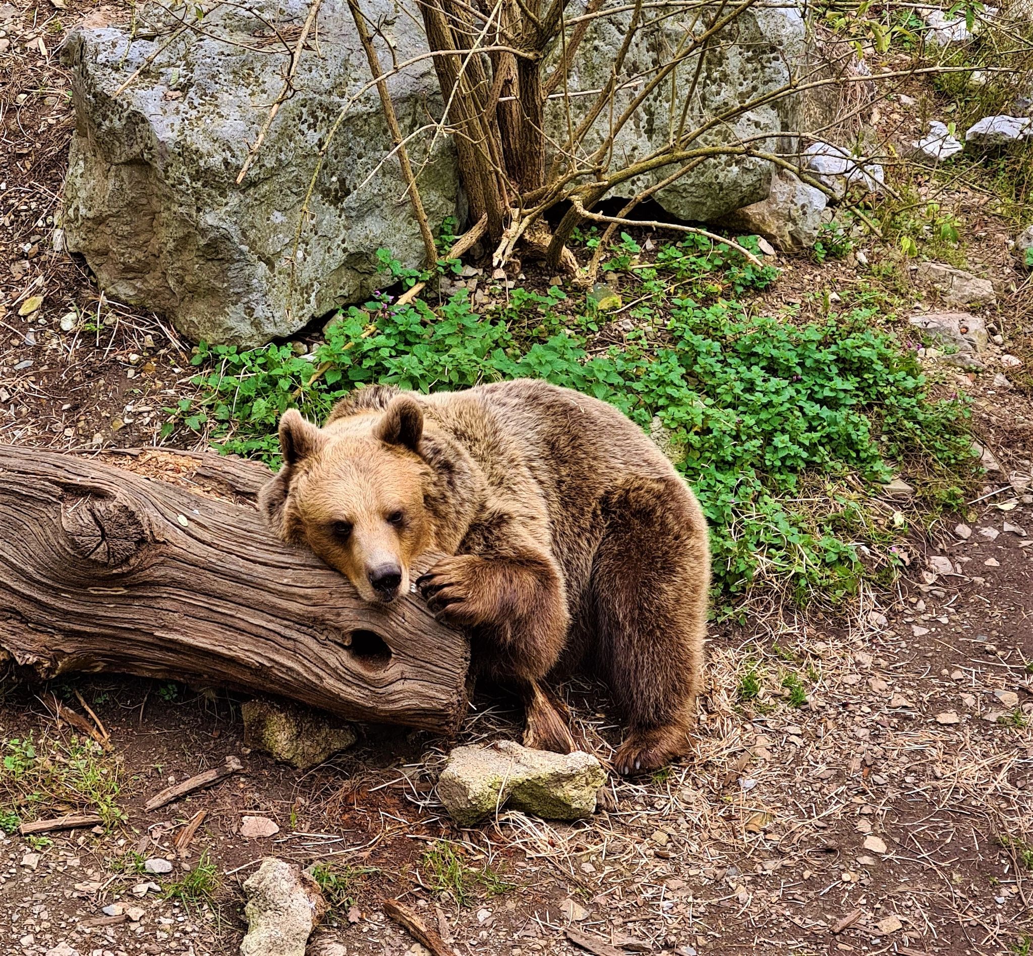 Bear leaning on a tree trunk, resting. Ljubljana city zoo.