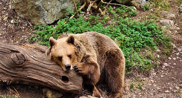 Bear leaning on a tree trunk, resting. Ljubljana city zoo.