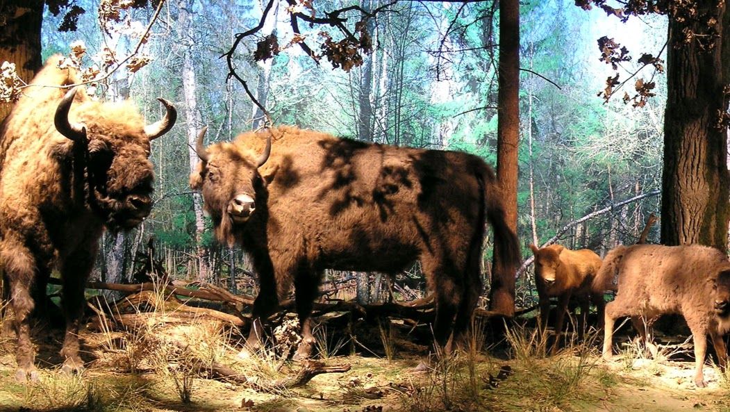 Natural-Forest Museum. Bialowieza National Park, Bialowieza, gmina Białowieża, Hajnówka County, Podlaskie Voivodeship, Poland