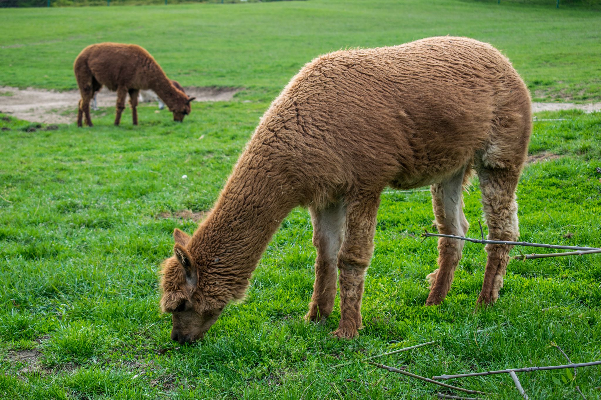 Photo of llamas in Ústí nad Labem Zoo, Czechia.