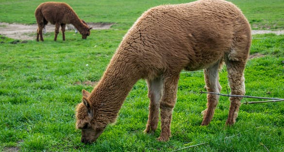Photo of llamas in Ústí nad Labem Zoo, Czechia.