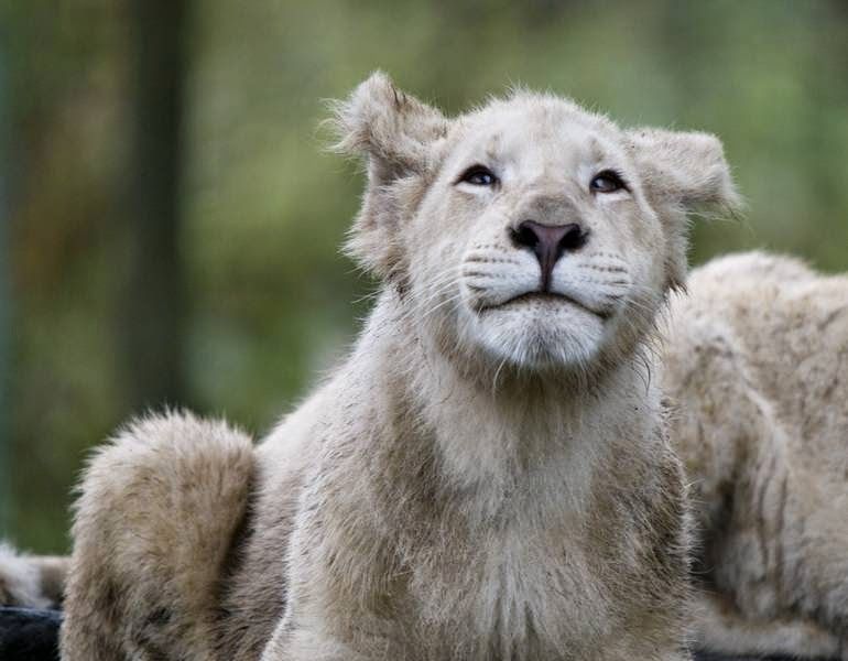 Pakawi Park, Olmen, Balen, Turnhout, Antwerp, Flanders, Belgium