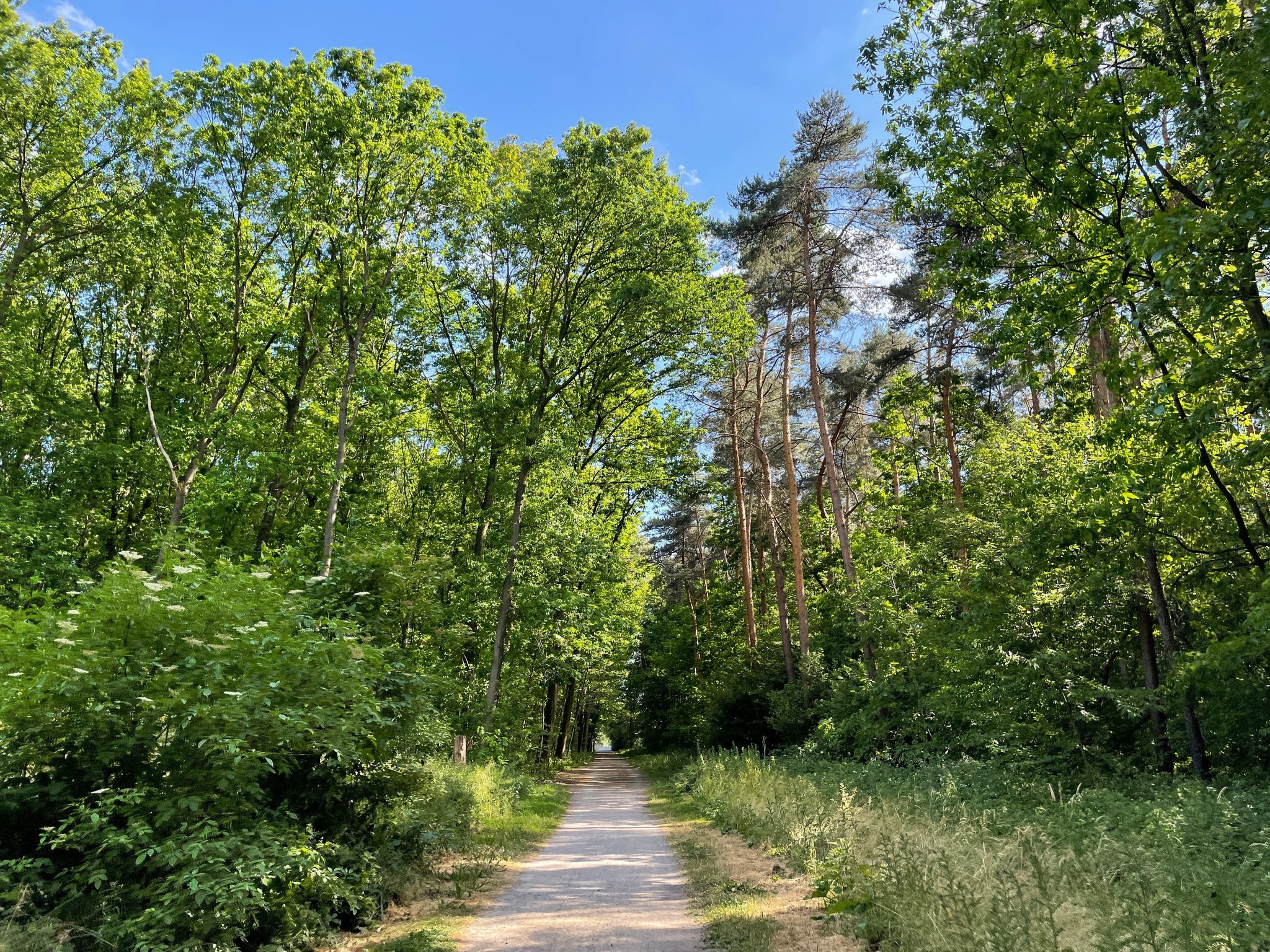 Hiking trail at Ohligser Heide natural reserve in Solingen, North Rhine-Westphalia, Germany