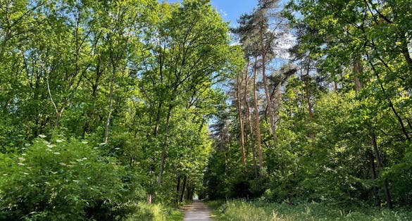 Hiking trail at Ohligser Heide natural reserve in Solingen, North Rhine-Westphalia, Germany