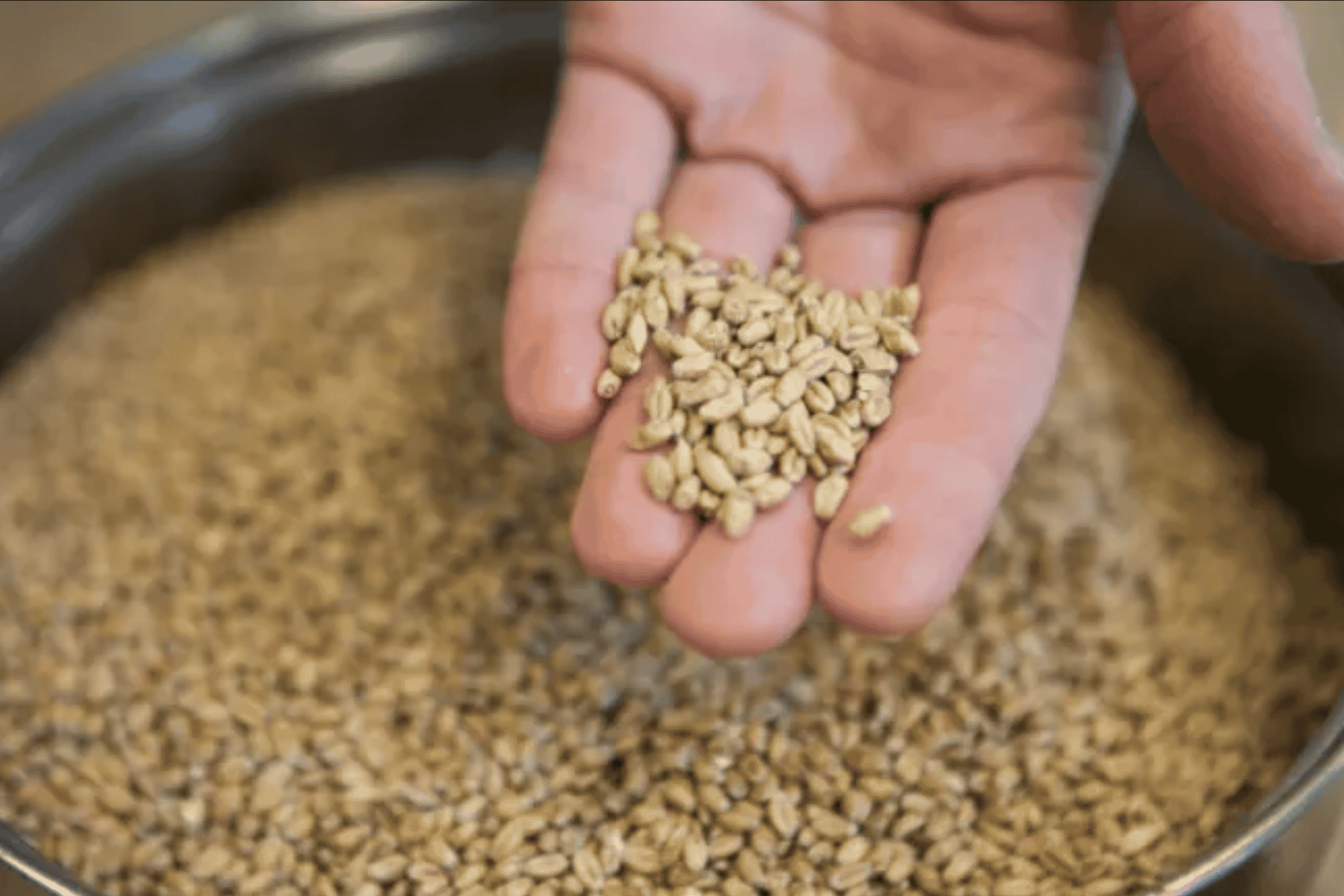 Amersfoort: Beer brewing workshop with lunch & beer tasting