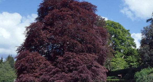 photo of view of Coole Park, Gort, Irland.