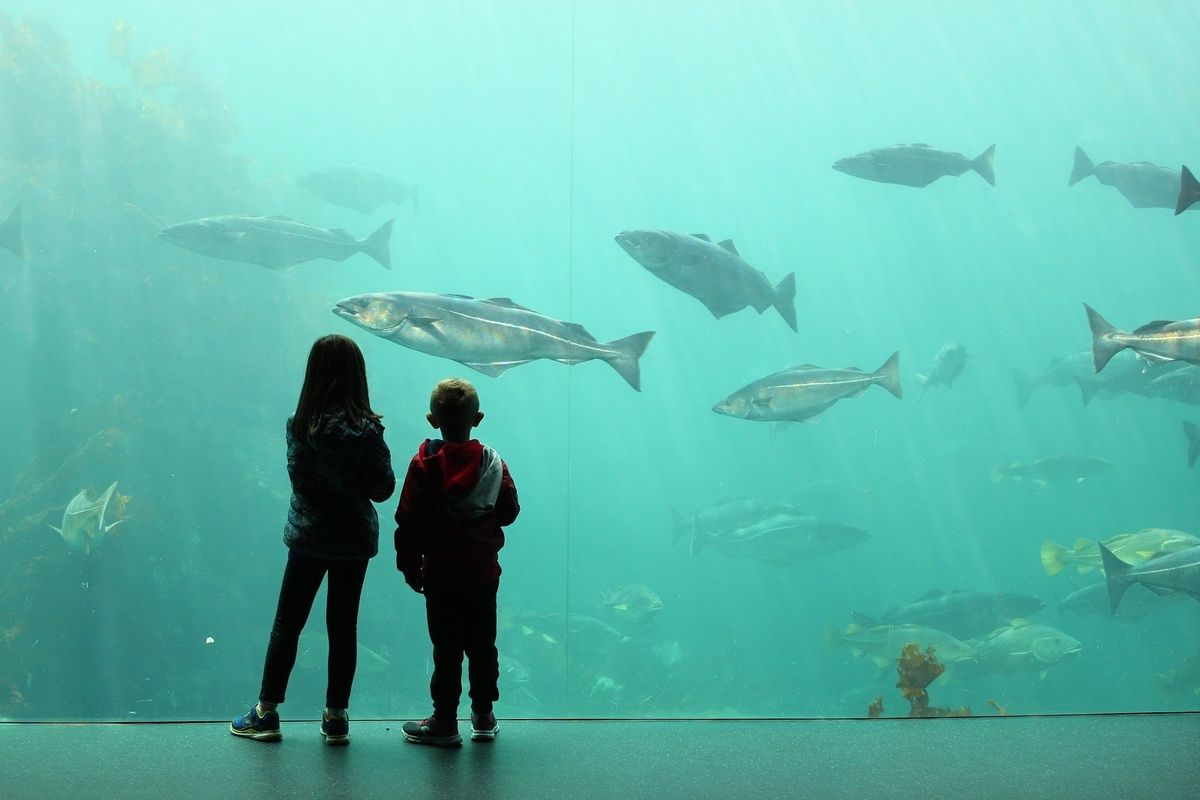 Photo of kids enjoying the view of the fishes in the huge aquarium in Atlantic Sea Park, Alesund, Norway.