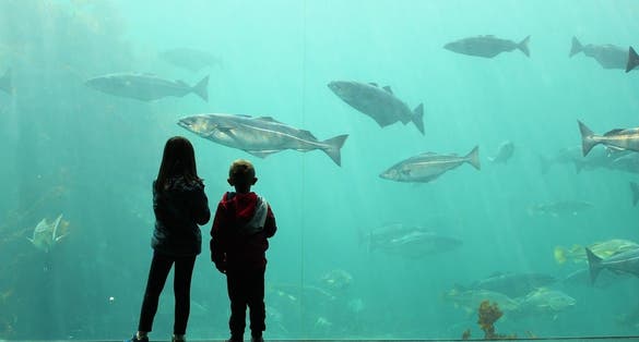 Photo of kids enjoying the view of the fishes in the huge aquarium in Atlantic Sea Park, Alesund, Norway.
