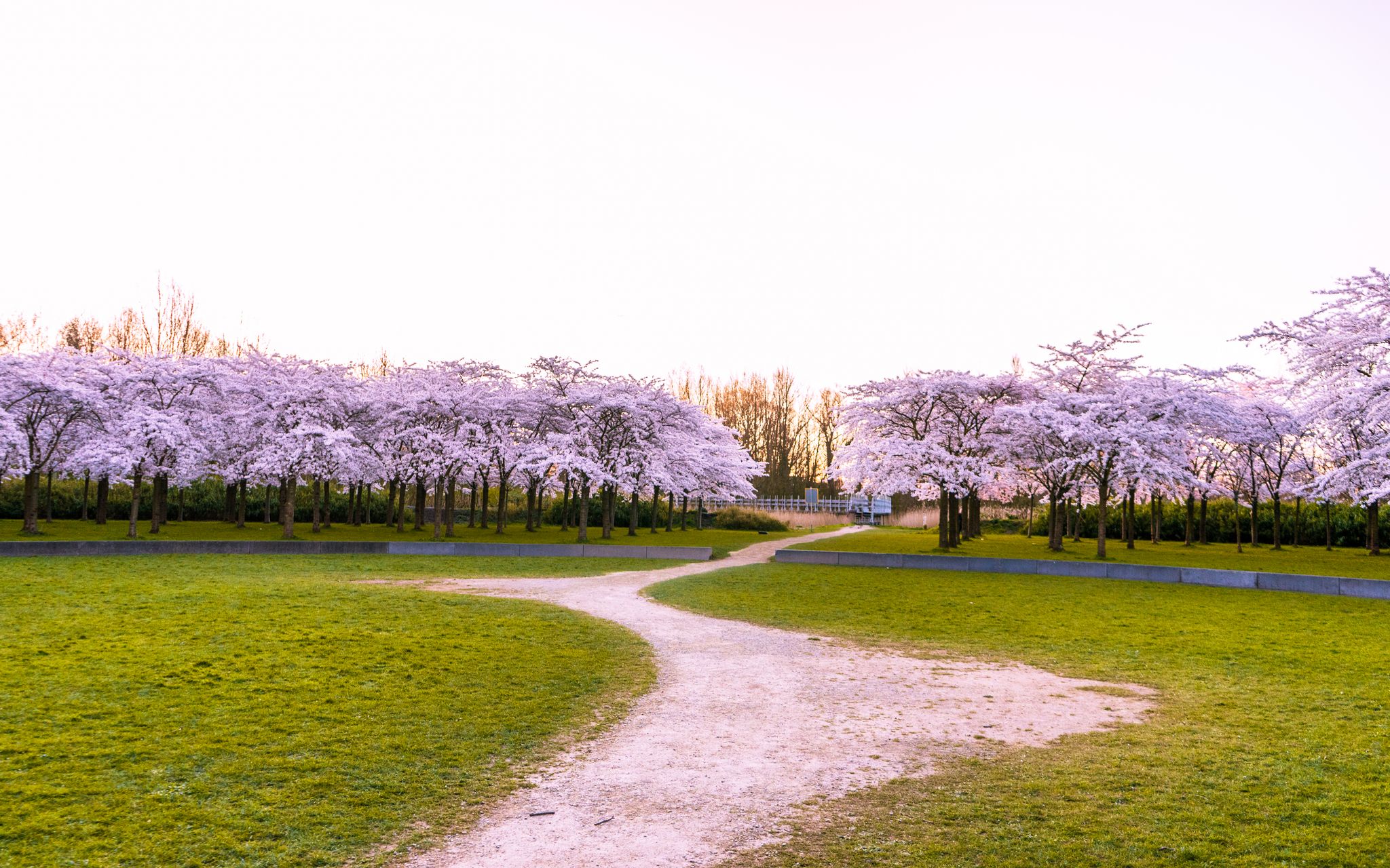 photo of Bloesempark is a pink Japanese cherry blossom garden in Amstelveen in Amsterdamse Bos, The Netherlands.