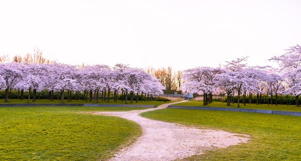 photo of Bloesempark is a pink Japanese cherry blossom garden in Amstelveen in Amsterdamse Bos, The Netherlands.