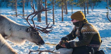 Ivalo: Magical Moments at the Reindeer Farm