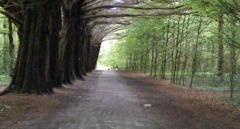 photo of view of Coole Park, Gort, Irland.