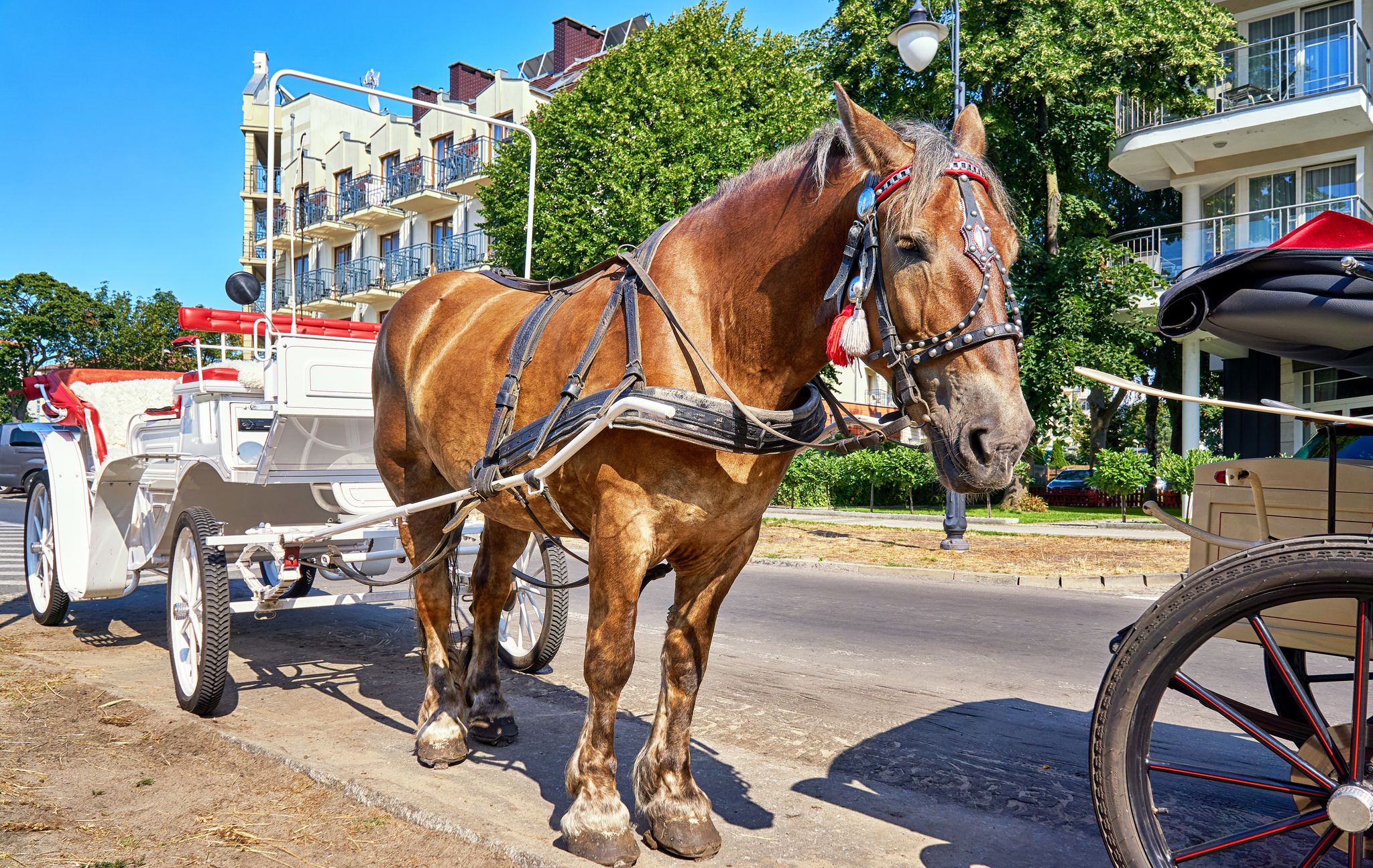 Horse with white carriage for a city tour in Swinemünde. Swinoujscie, Poland