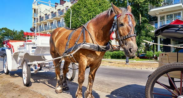Horse with white carriage for a city tour in Swinemünde. Swinoujscie, Poland
