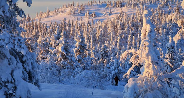 Photo of beautiful Winter landscape in the arctic midday sun in the Pyhä-Luosto National Park in finish Lapland.