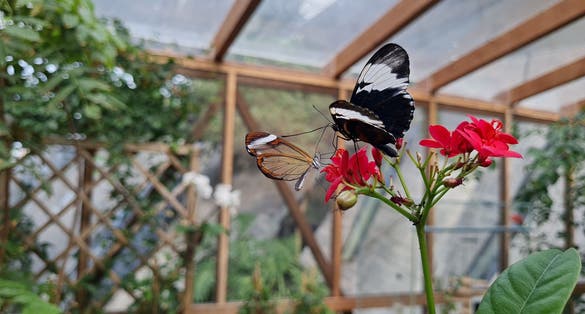 Germany's Potsdam Biosphere Reserve is a lush, diverse ecosystem showcasing nature's beauty.