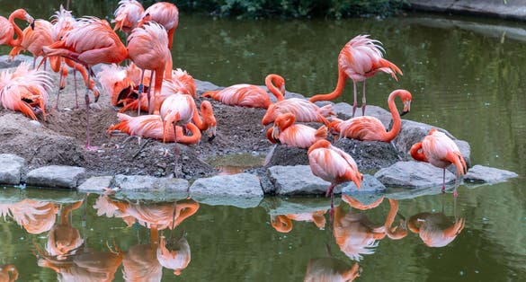 Photo of pink flamingos at Blackpool zoo, UK.