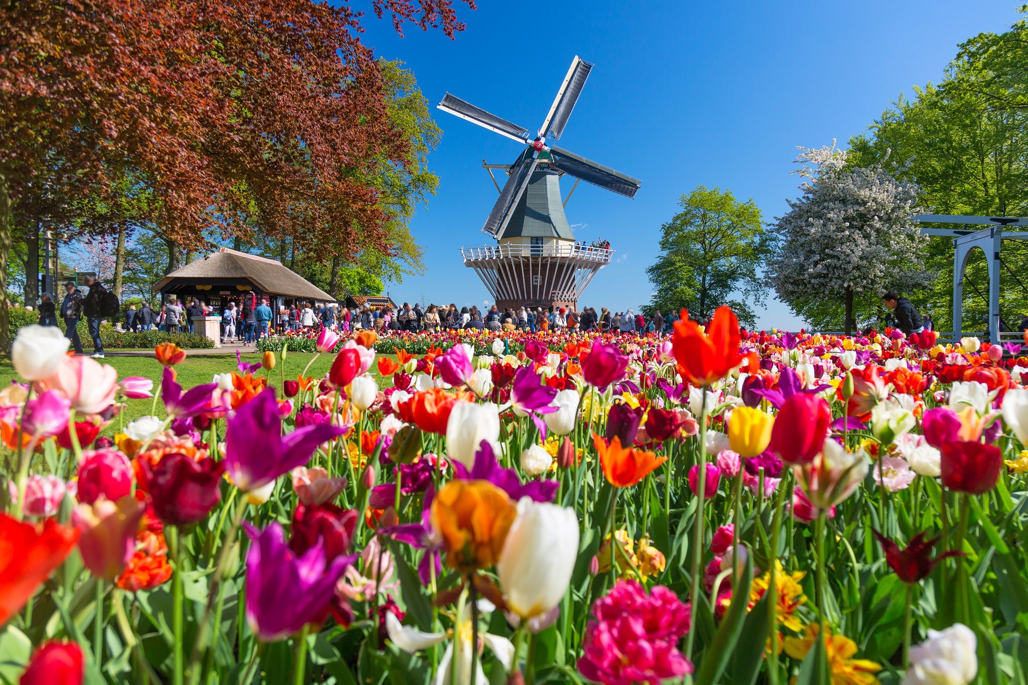 Photo of blooming colorful tulips flowerbed in public flower garden Keukenhof with windmill, Holland, Netherlands.
