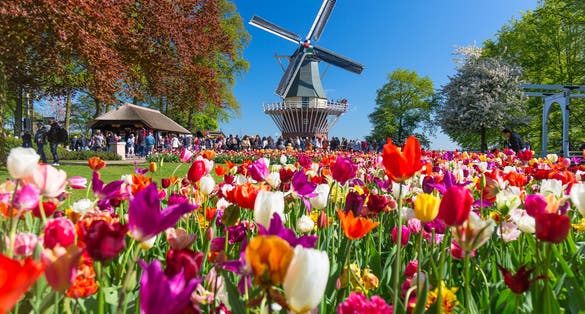Photo of blooming colorful tulips flowerbed in public flower garden Keukenhof with windmill, Holland, Netherlands.