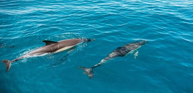 Lagos: Dolphin Watch Tour with Professional Marine Biologist
