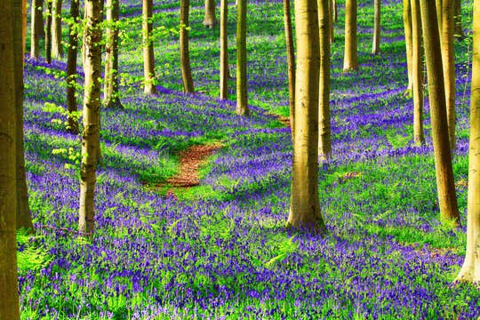 Belgium in May: The Ultimate Travel Guide