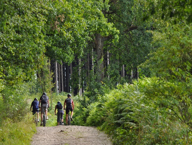 Four mountain bikers biking in a green forest in the Belgian Ardennes.jpg