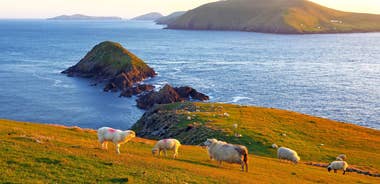 Dingle Way - Hiking Ireland's coastal path 8 Days