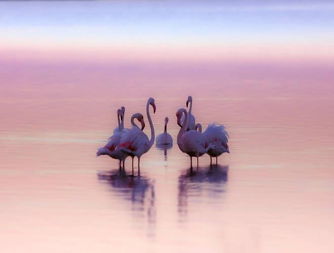 Flamingos on Gediz Delta.jpg