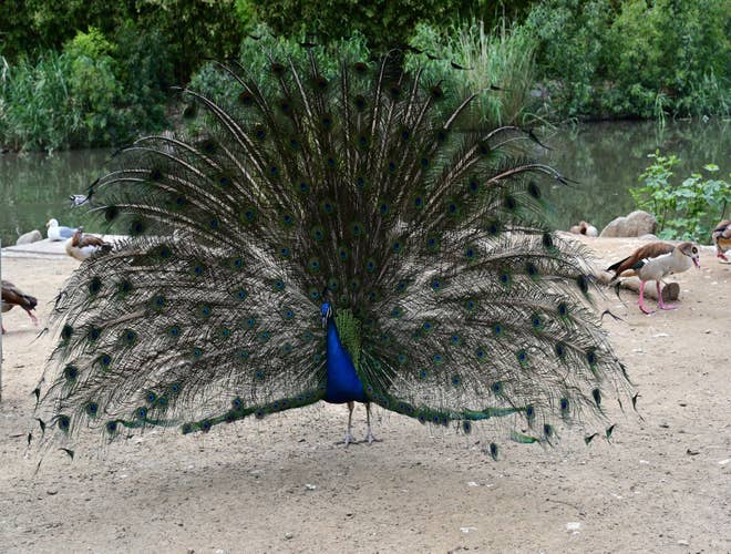 Izmir Wildlife Park.jpg
