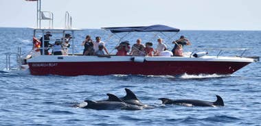 Alghero: Dolphin Watching Tour with Marine Researcher