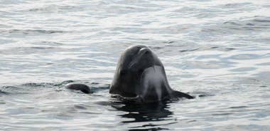 Andenes: Responsible Whale Watching with Classic Catamaran