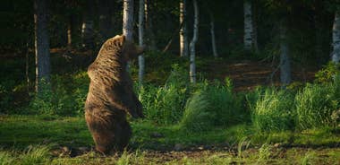 Kuusamo: Bear Watching Overnight Tour