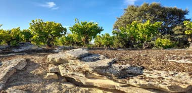 HOPLITA and FRIENDS tasting