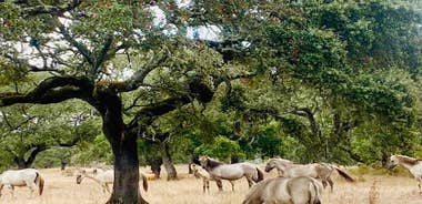 Évora: Cork Factory and Cork Farm Lunch included