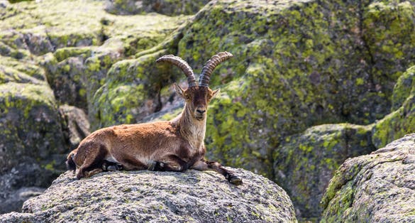 photo of view of A Spanish ibex in Sierra de Gredos, Avila, Castilla y Leon, Spain.