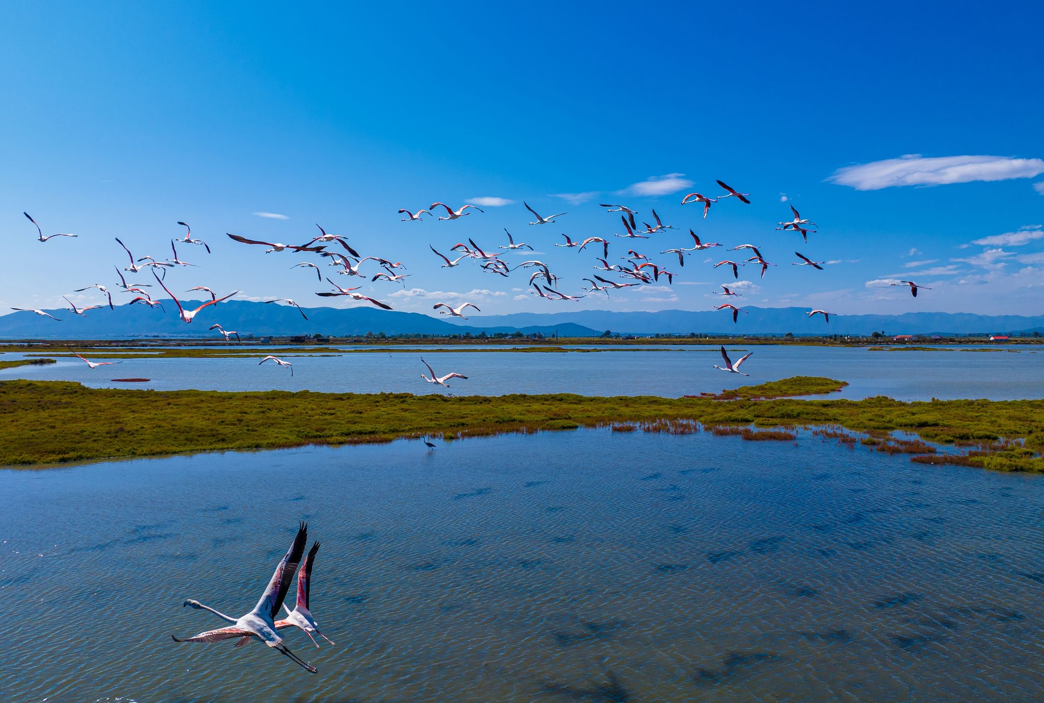 Photo of Flock of flamingos above the river Ebro, the delta region of the Ebro River in the southwest of the Province of Tarragona in the region of Catalonia in Spain .