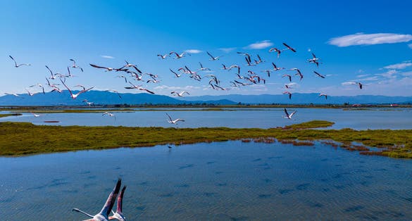 Photo of Flock of flamingos above the river Ebro, the delta region of the Ebro River in the southwest of the Province of Tarragona in the region of Catalonia in Spain .